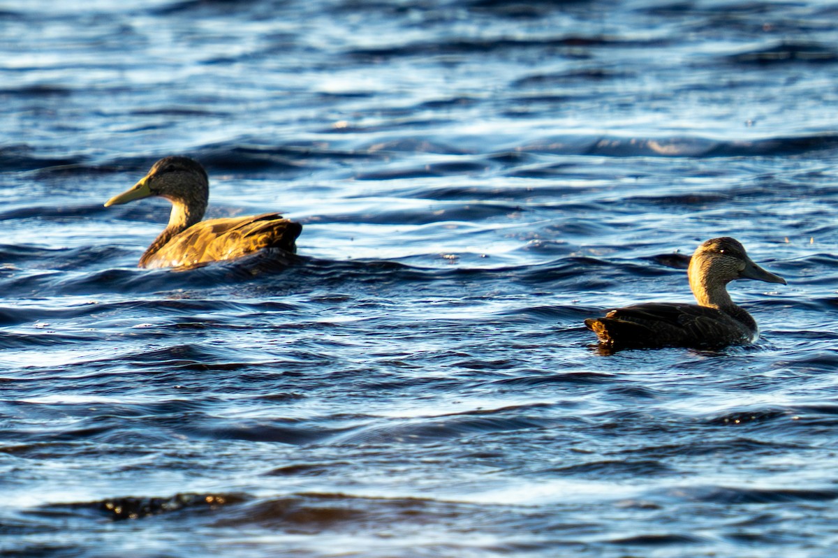 American Black Duck - ML643551131
