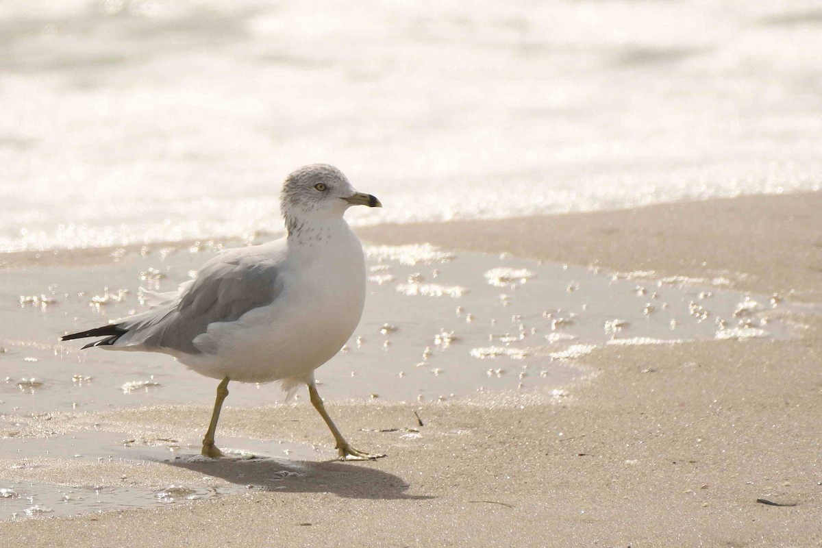 Ring-billed Gull - ML643551146
