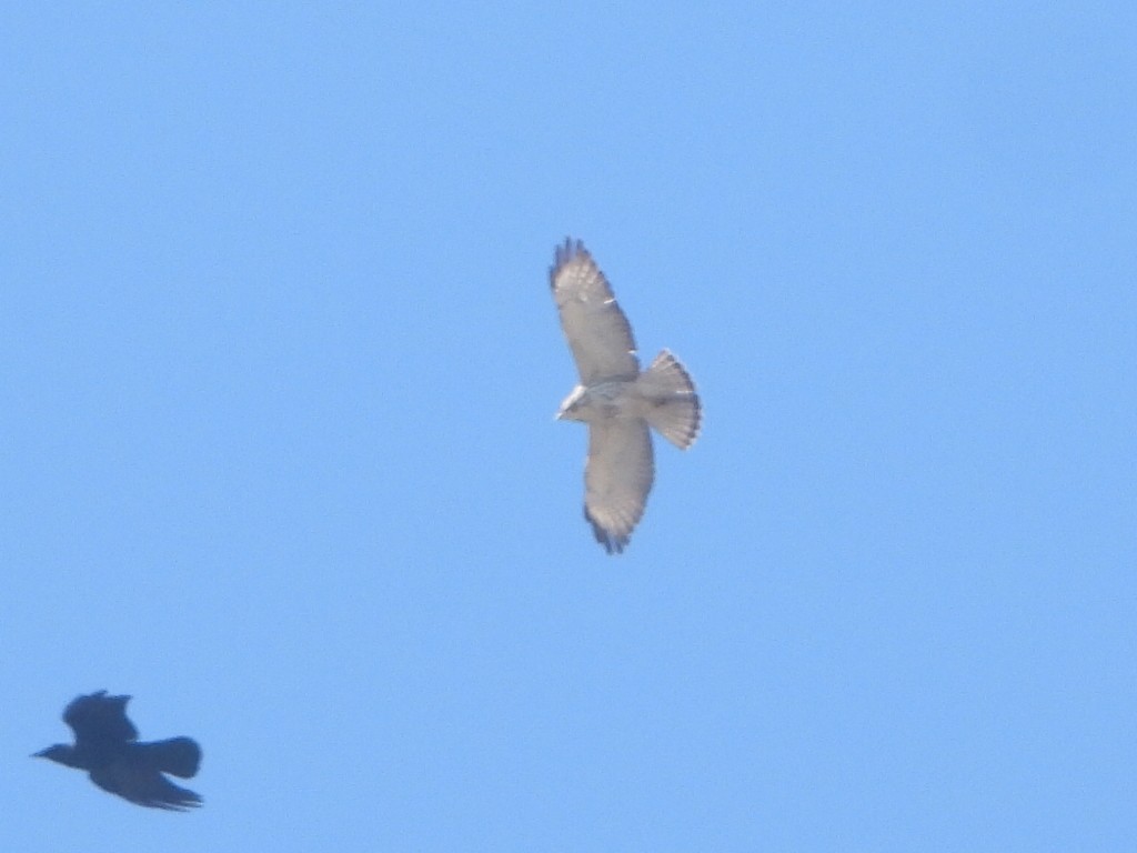 Broad-winged Hawk - ML643551150