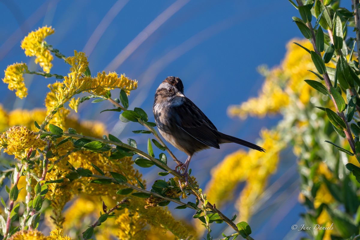Swamp Sparrow - ML643551151