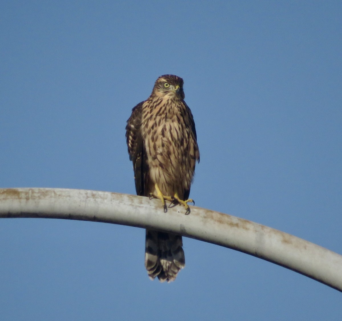 Eurasian Goshawk - ML643551152