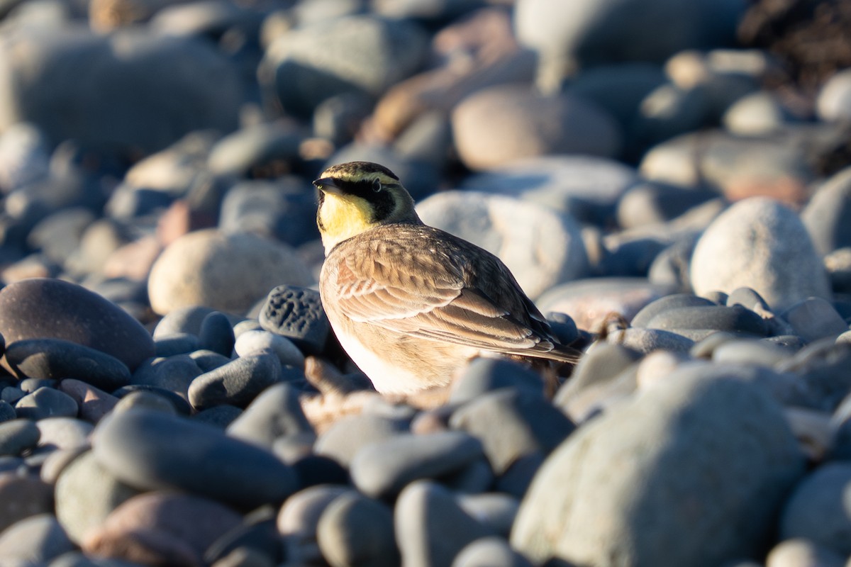 Horned Lark - ML643551154