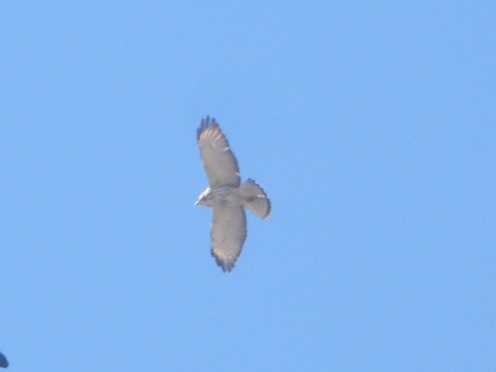 Broad-winged Hawk - ML643551157