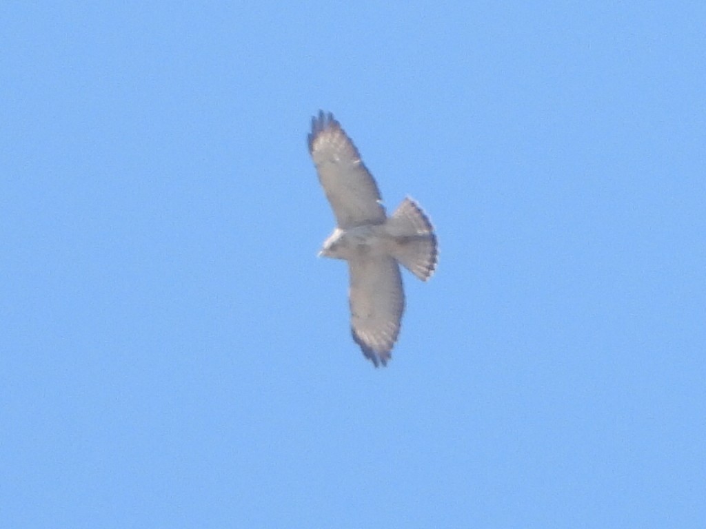 Broad-winged Hawk - ML643551163