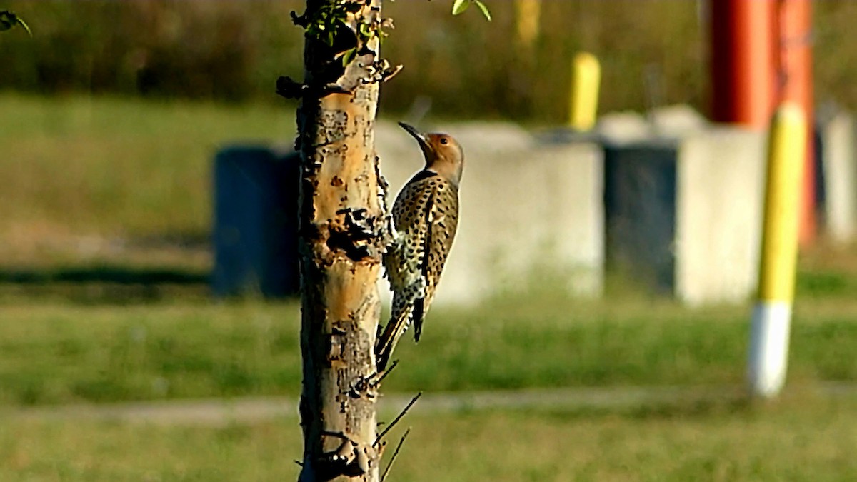 Northern Flicker - ML643551164