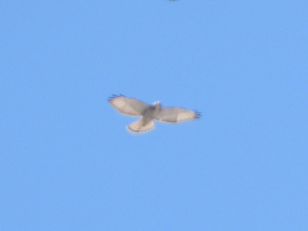 Broad-winged Hawk - ML643551192