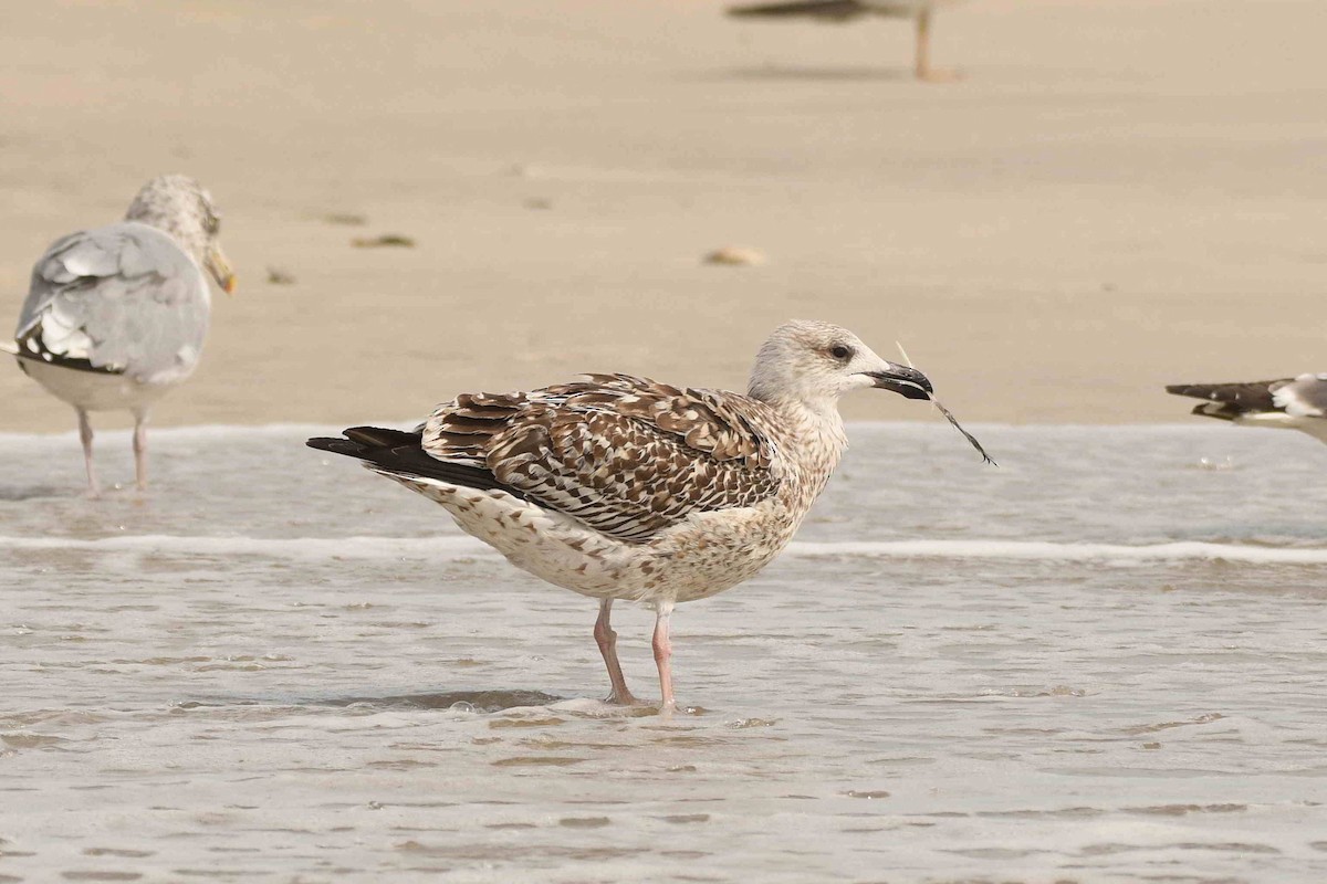 Great Black-backed Gull - ML643551194