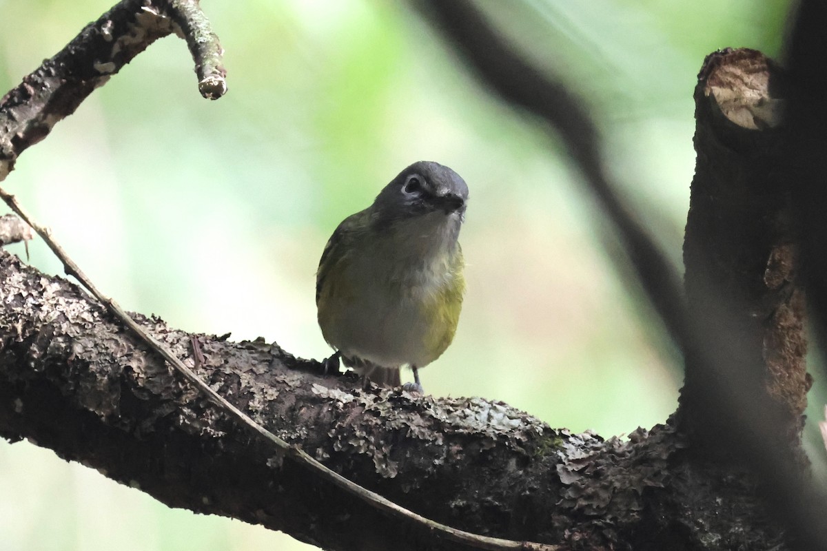 Blue-headed Vireo - ML643551204