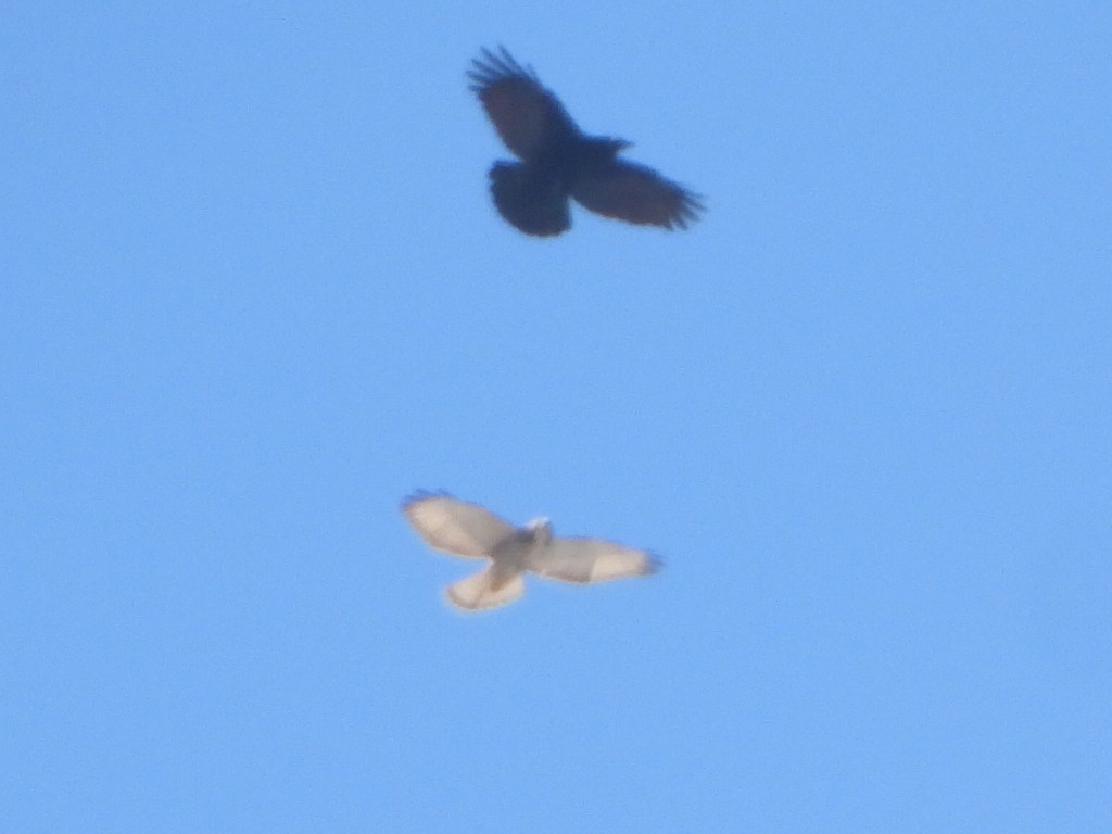 Broad-winged Hawk - ML643551205