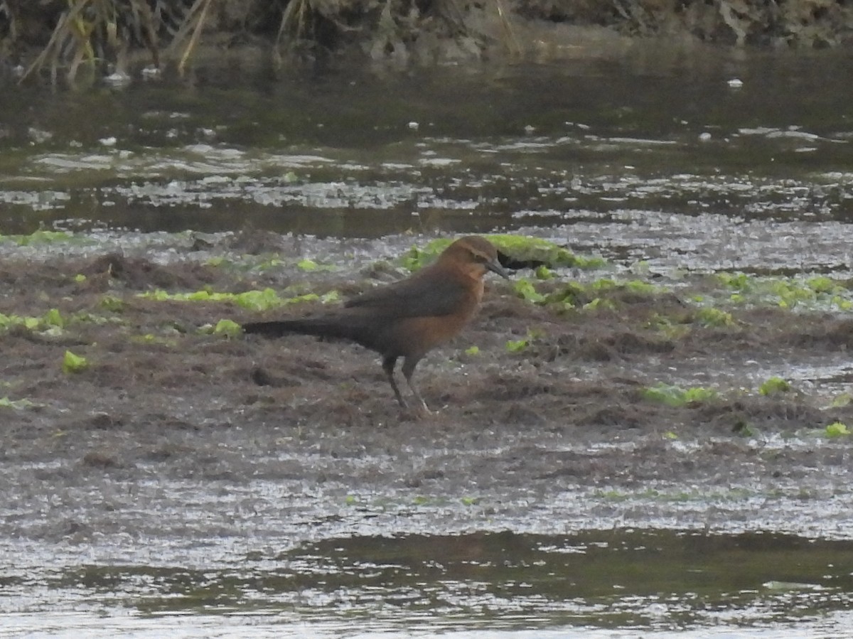 Boat-tailed Grackle - ML643551212