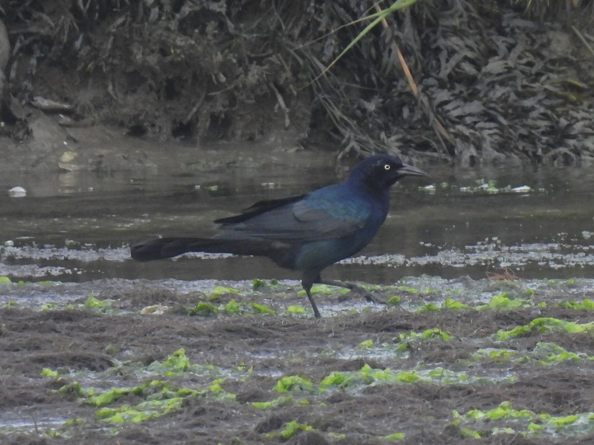 Boat-tailed Grackle - ML643551213