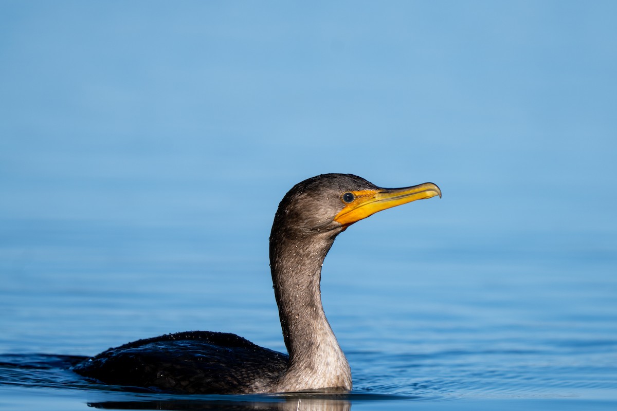 Double-crested Cormorant - ML643551216