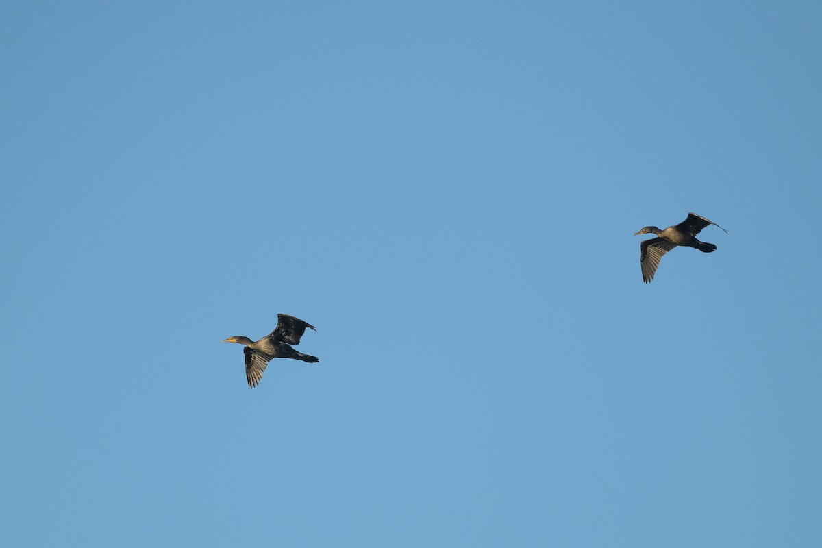 Double-crested Cormorant - ML643551219