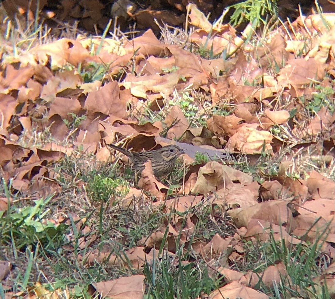 ヒメウタスズメ - ML643551222