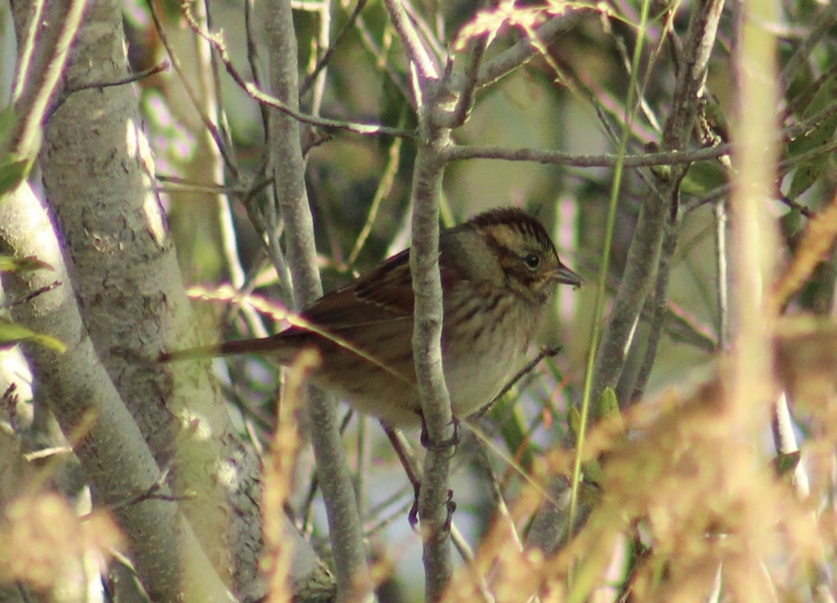 Swamp Sparrow - ML643551234