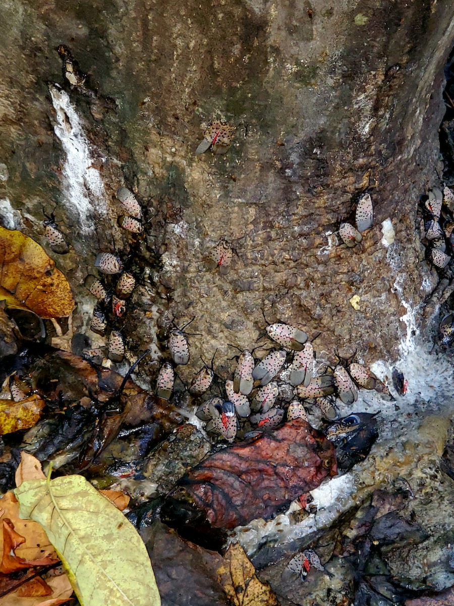 Lanternbugs - ML643551239