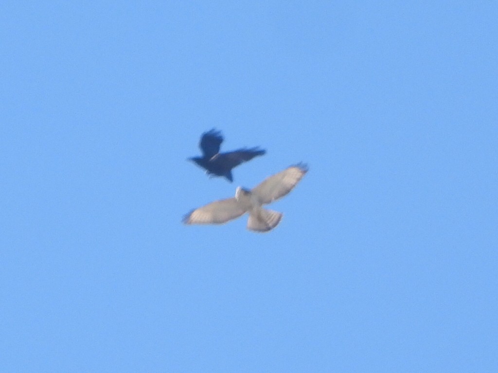 Broad-winged Hawk - ML643551284