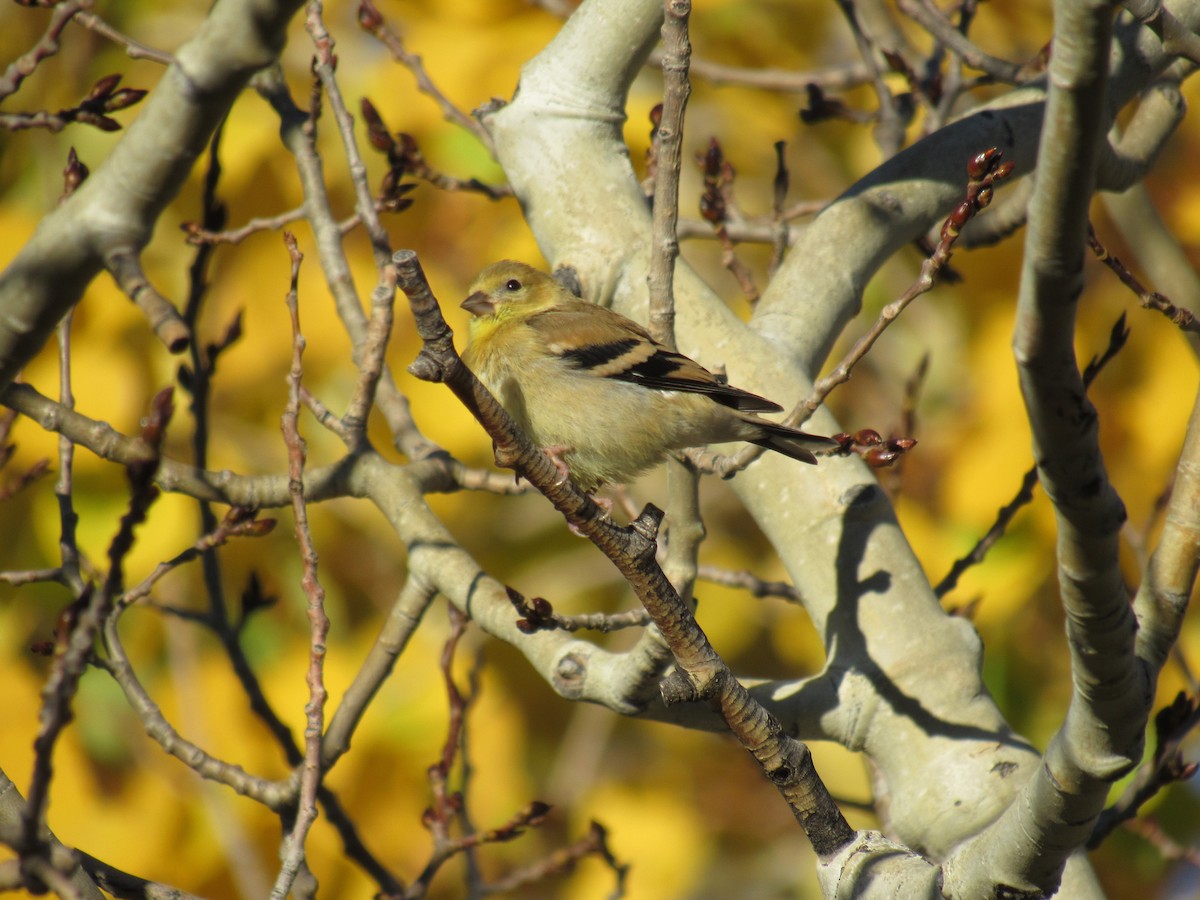 American Goldfinch - ML643551294