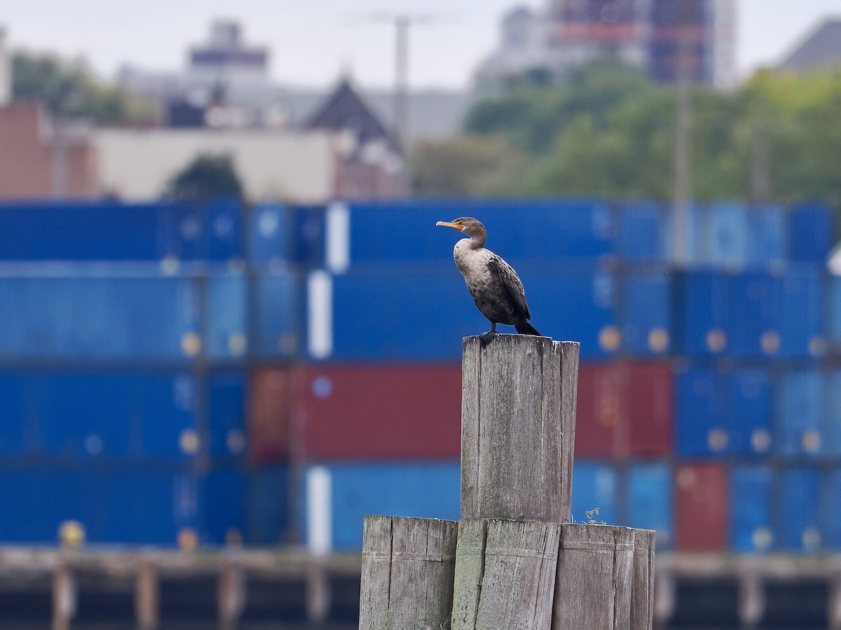 Double-crested Cormorant - ML643551295