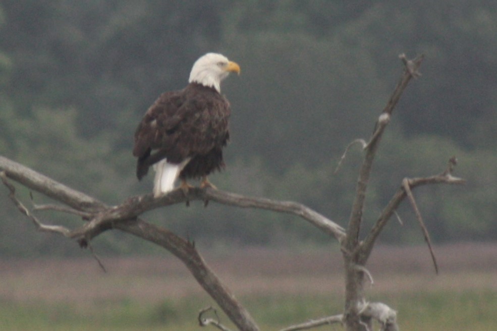 Bald Eagle - ML643551296