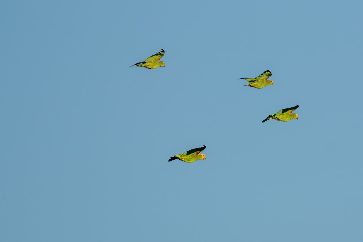 Yellow-headed Amazon (Mainland) - ML643551299