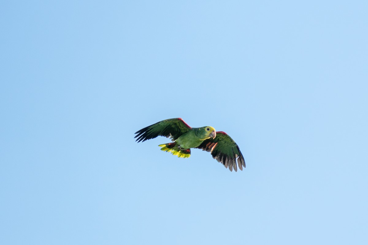 Yellow-headed Amazon (Mainland) - ML643551300
