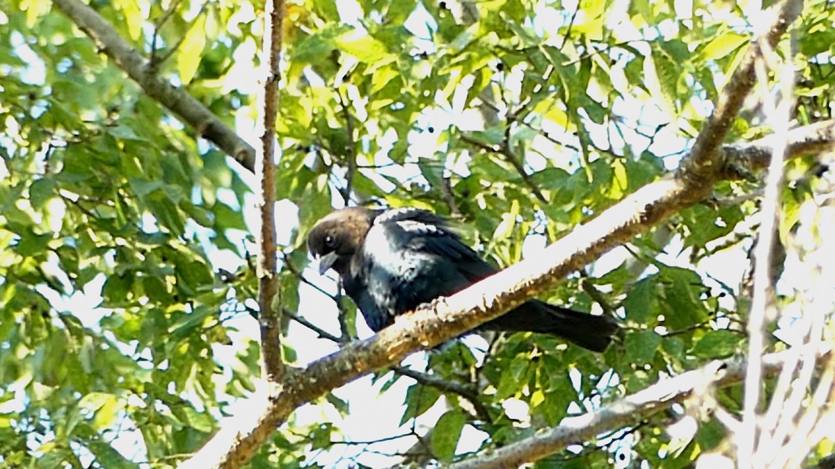 Brown-headed Cowbird - ML643551304