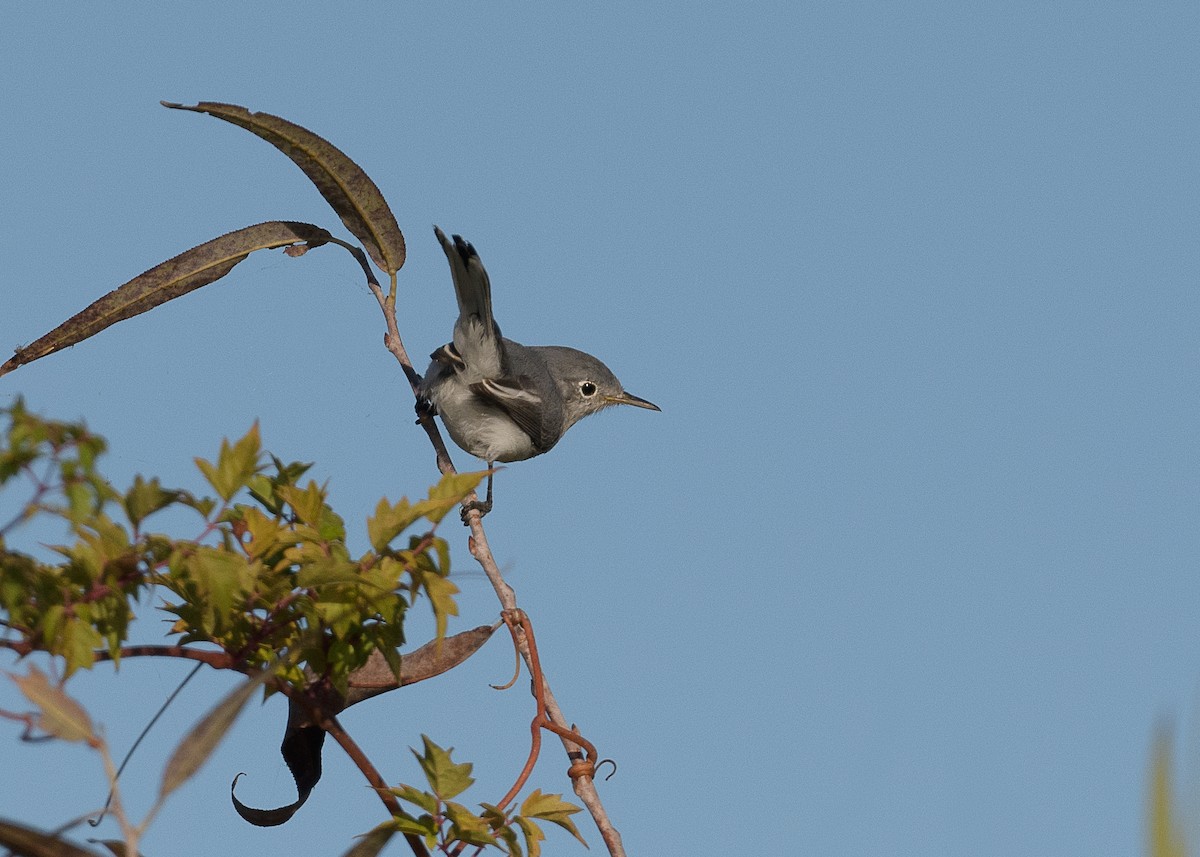Blue-gray Gnatcatcher - ML643551313
