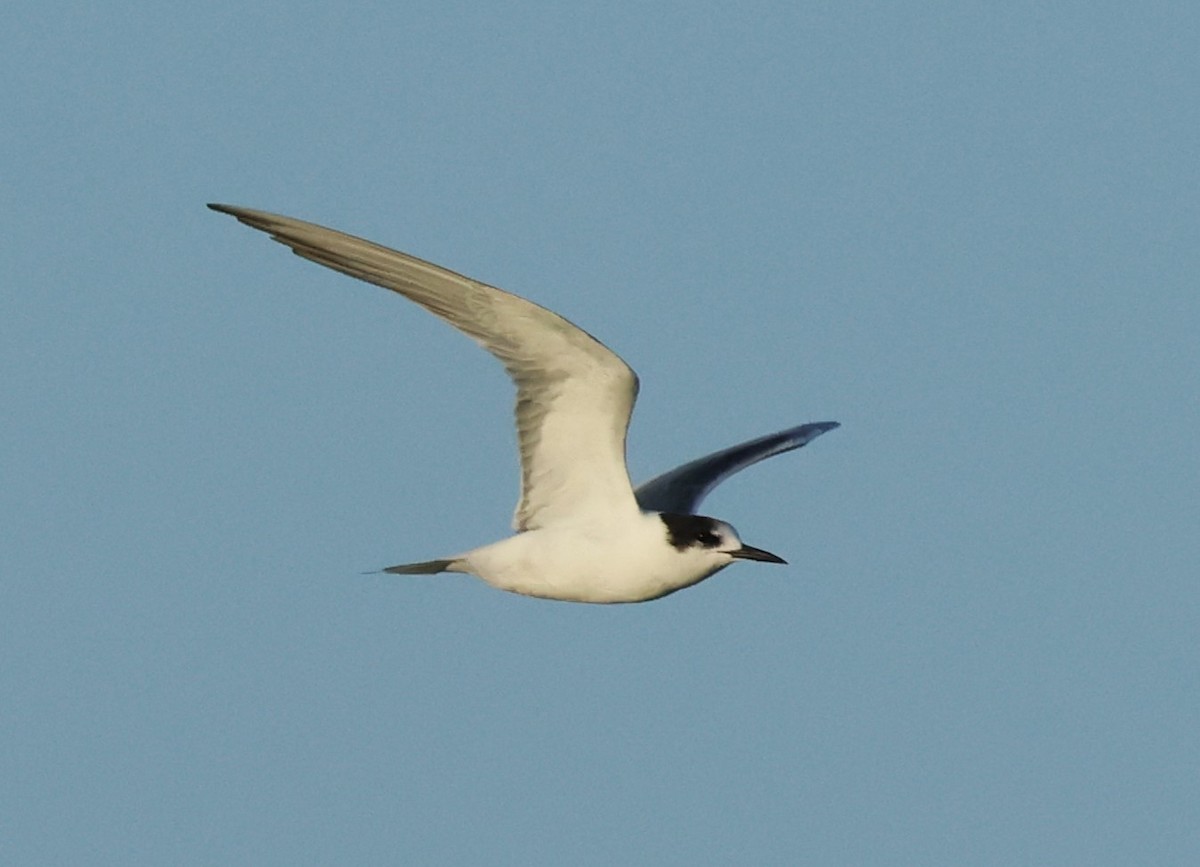Common Tern - ML643551324