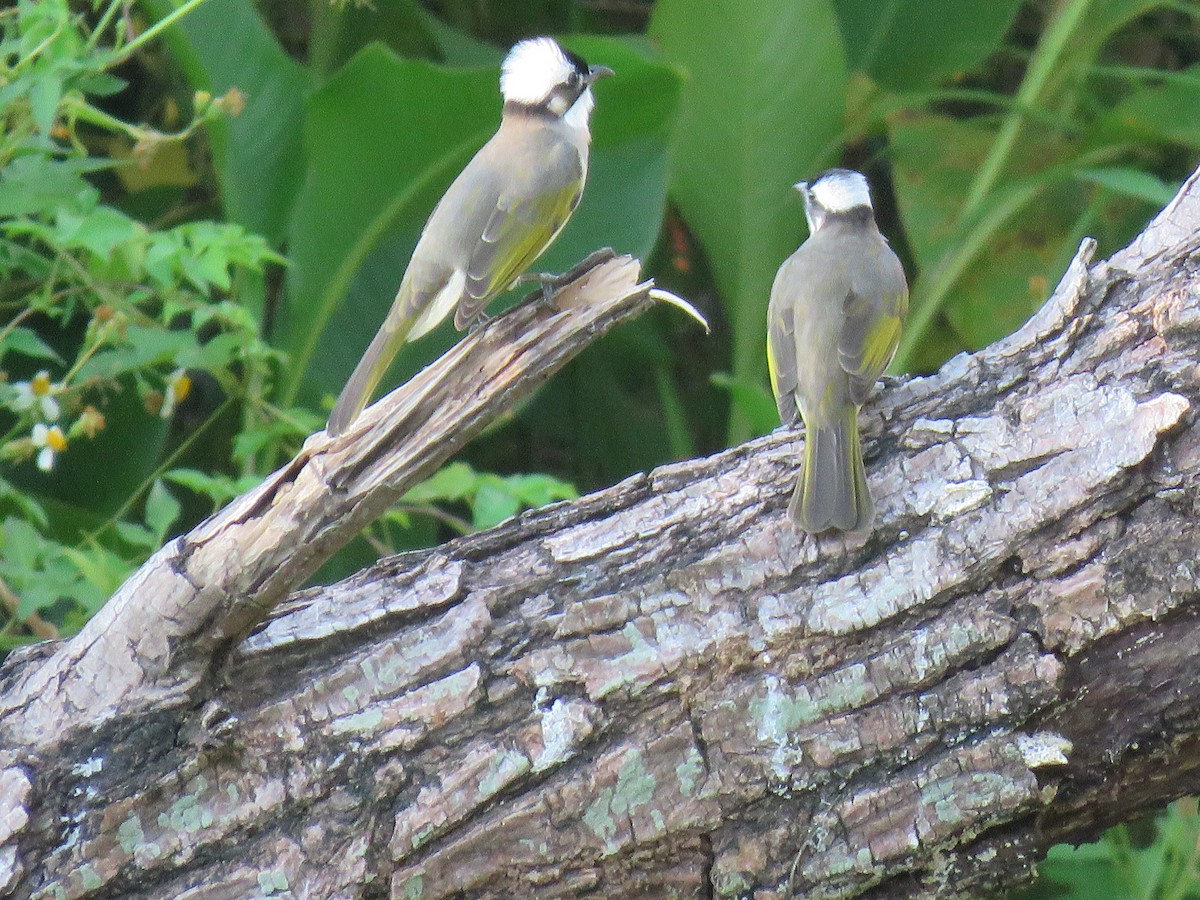 Light-vented Bulbul - ML643551329