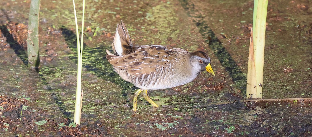Sora - ML643551333