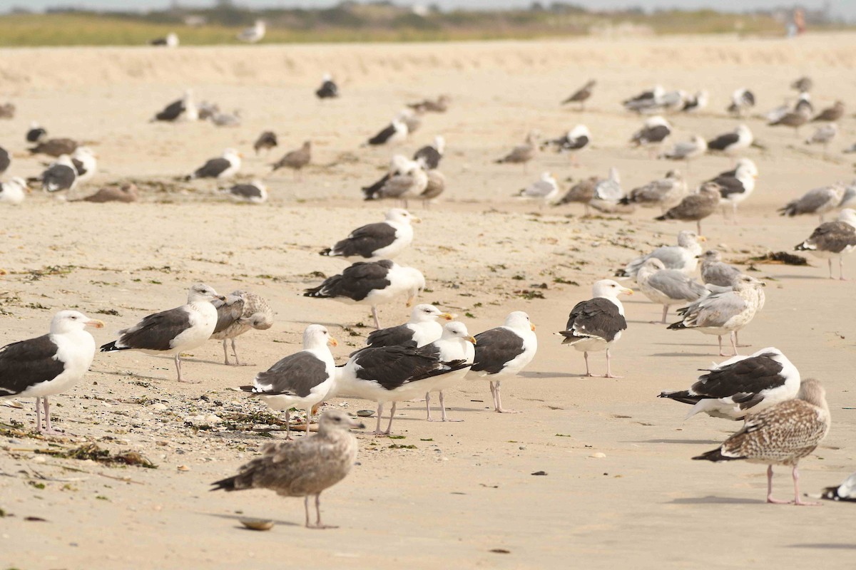 Great Black-backed Gull - ML643551338