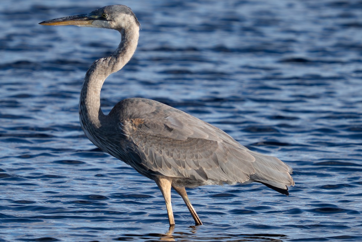 Great Blue Heron - ML643551350