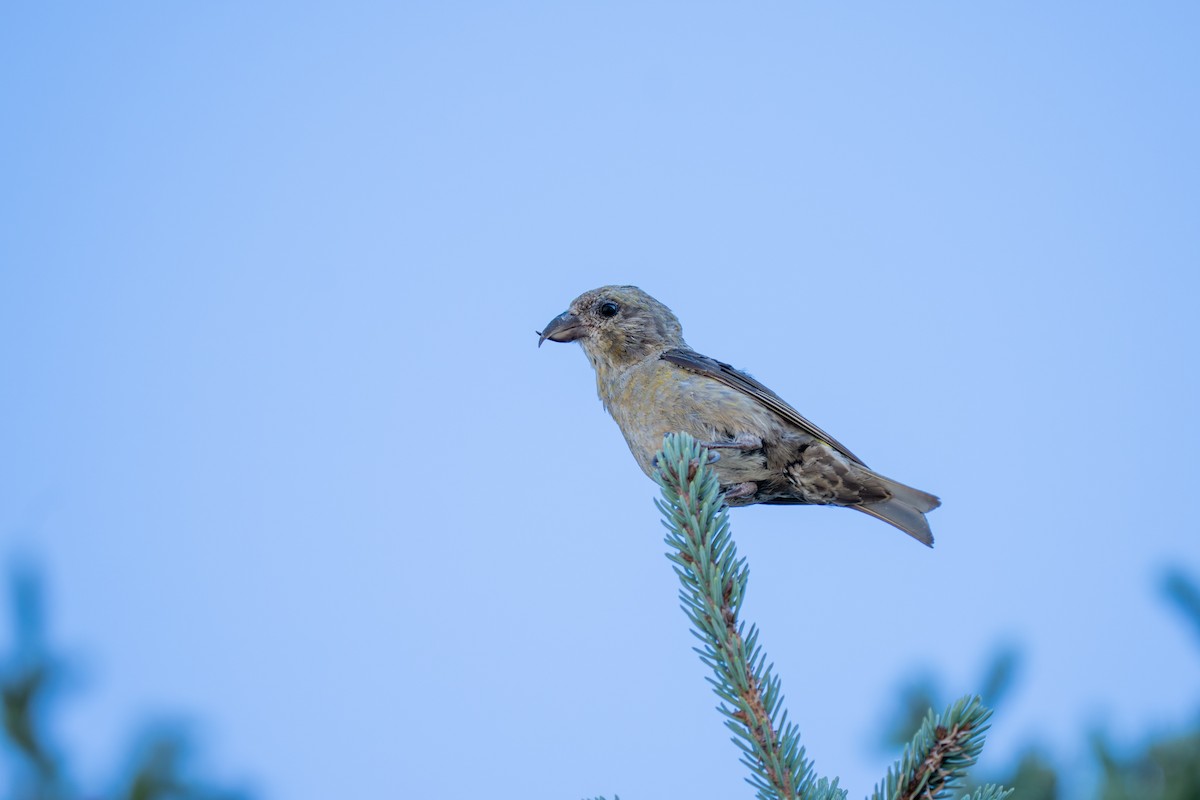 Red Crossbill - ML643551352
