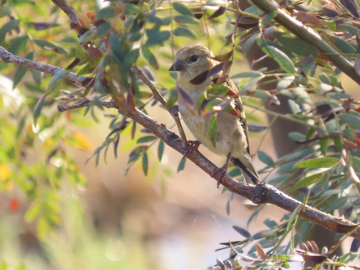 American Goldfinch - ML643551354