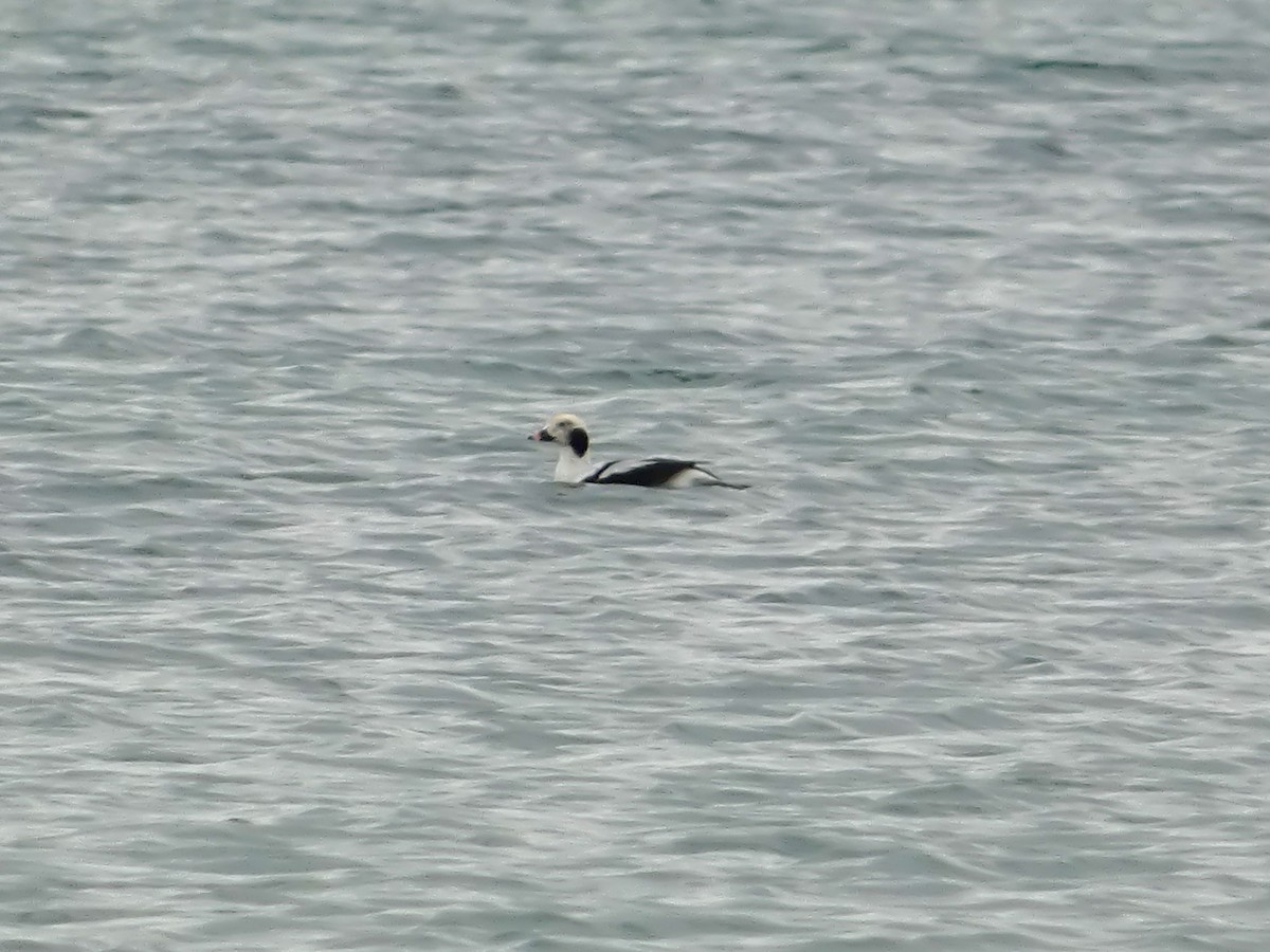Long-tailed Duck - ML643551359