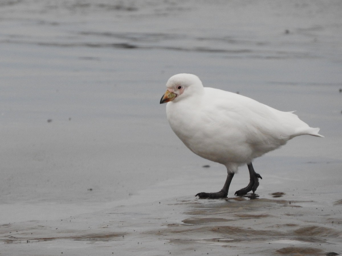 Snowy Sheathbill - ML643551366