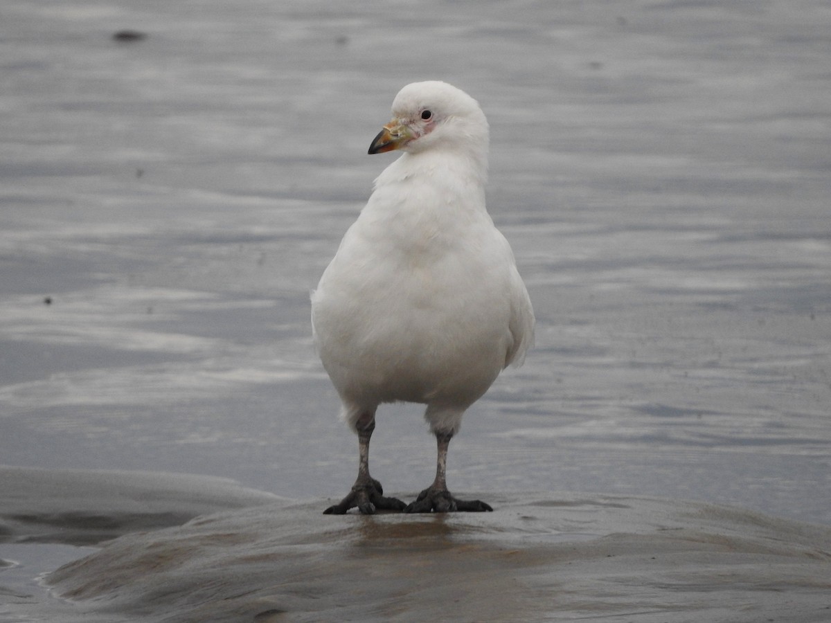Snowy Sheathbill - ML643551367