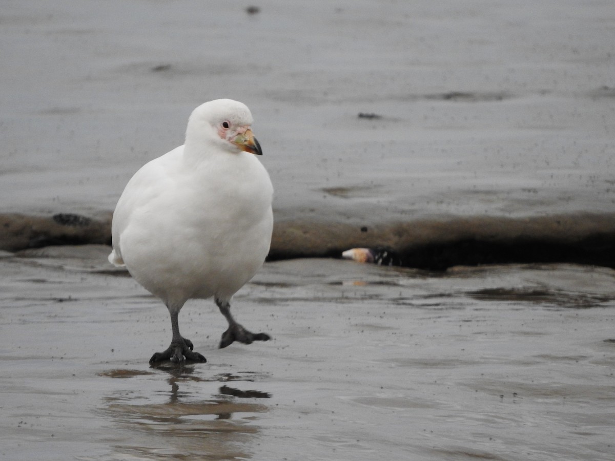 Snowy Sheathbill - ML643551368