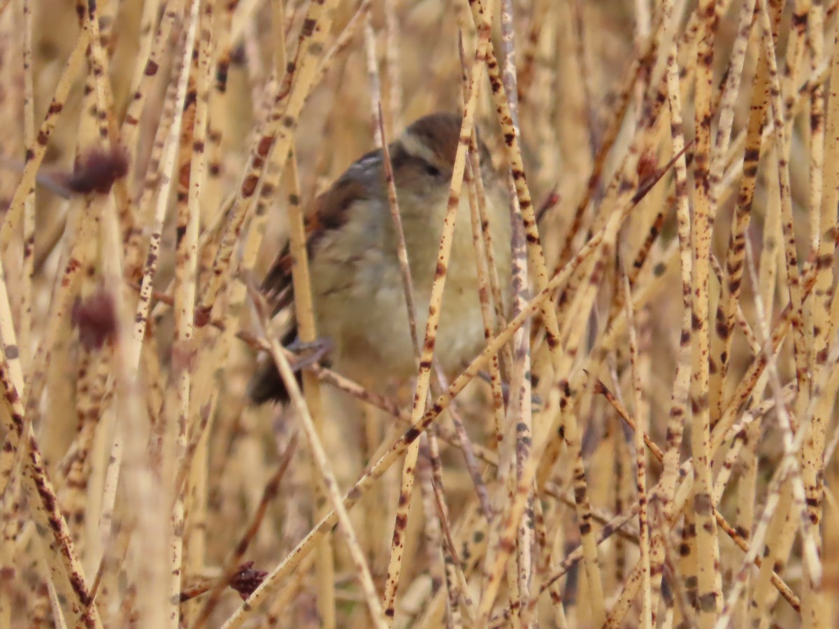 Wren-like Rushbird - ML643551370