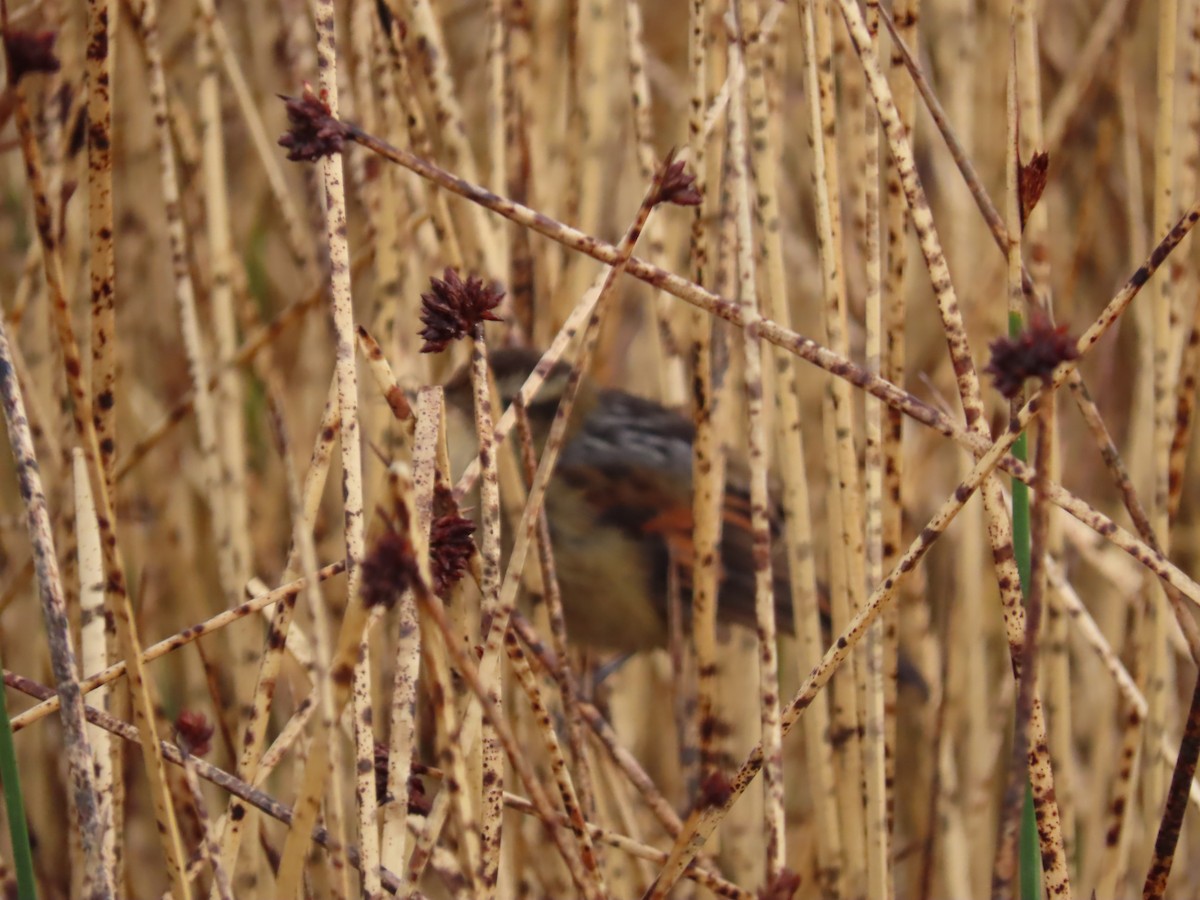 Wren-like Rushbird - ML643551379