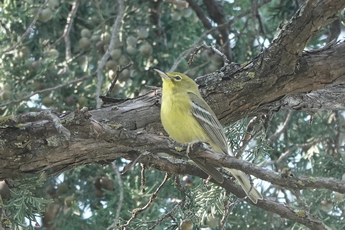 Pine Warbler - ML643551388