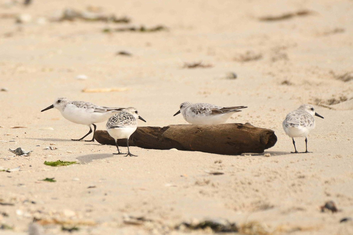 Sanderling - ML643551394