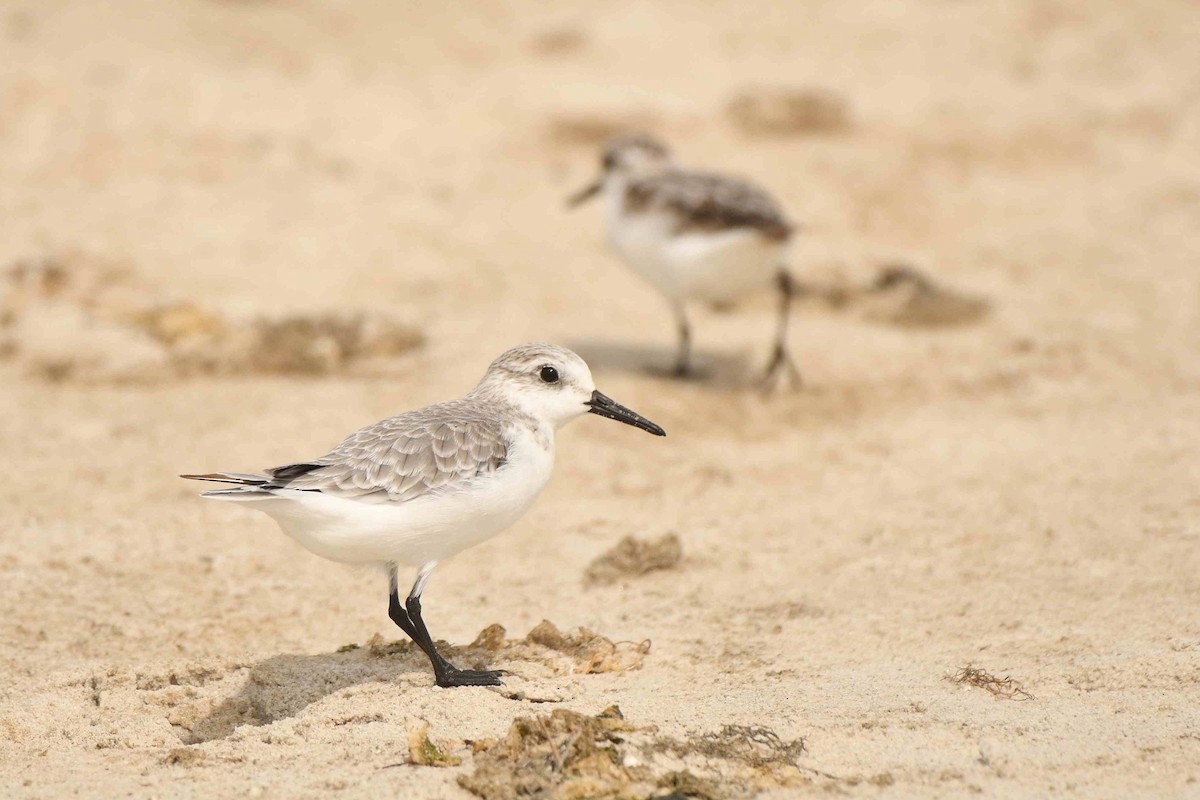 Sanderling - ML643551395