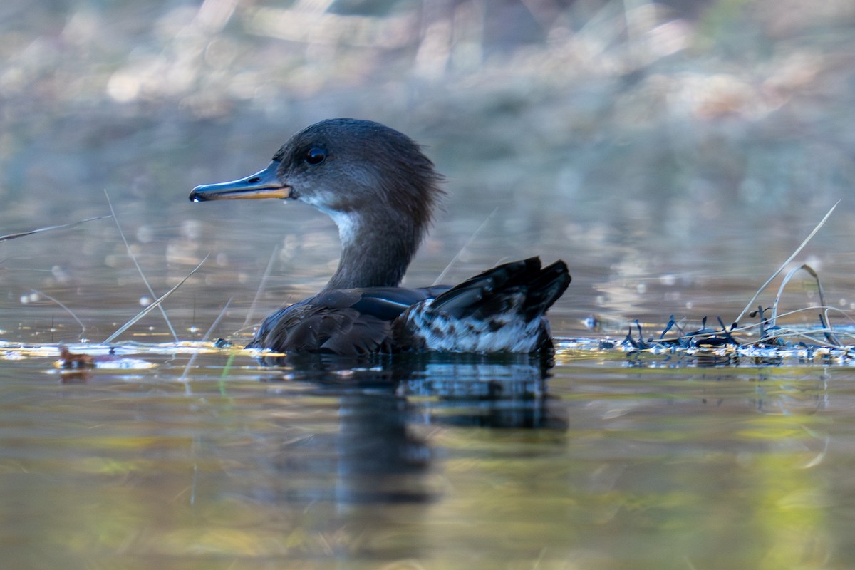 Hooded Merganser - ML643551409