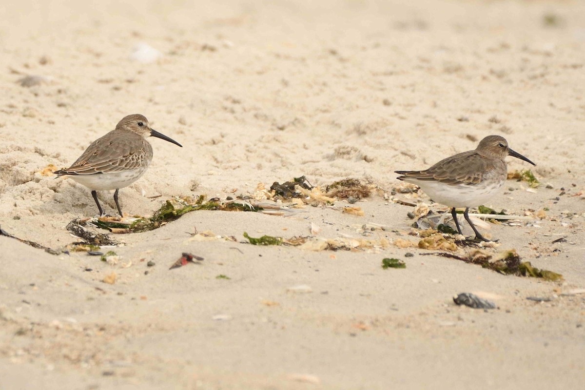 Dunlin - ML643551414