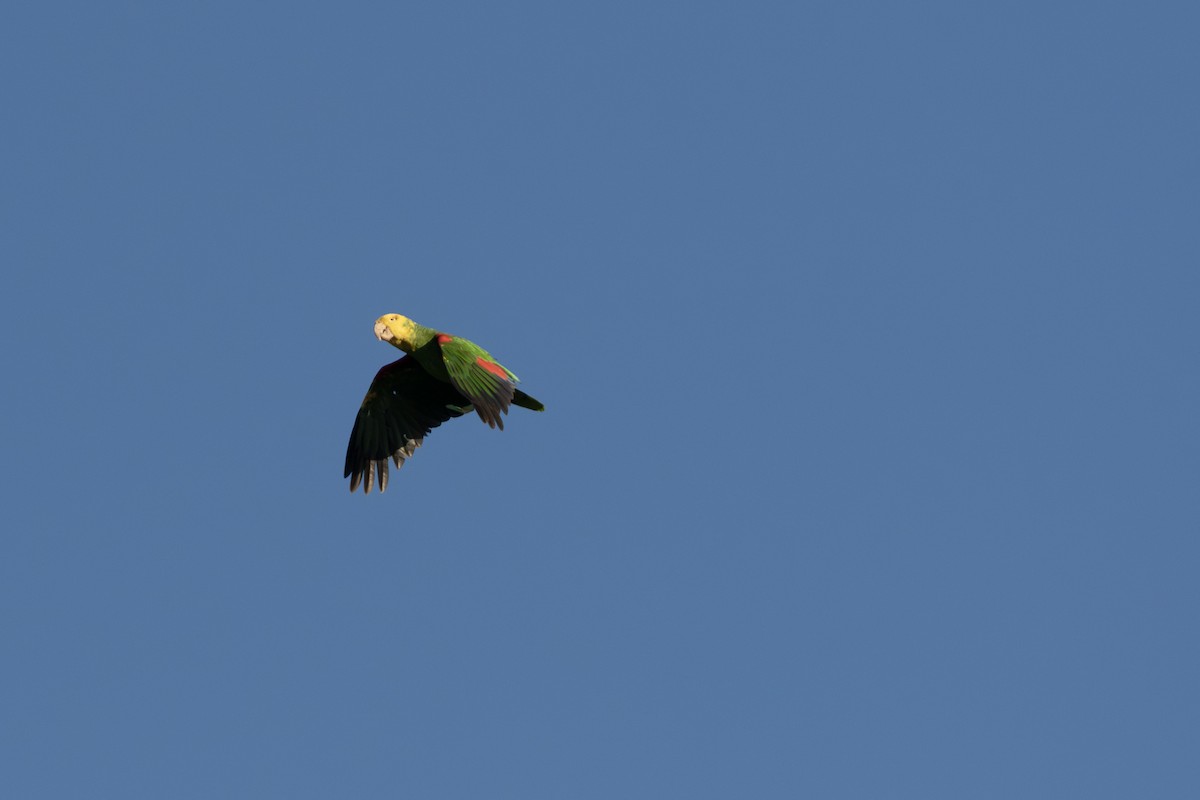 Yellow-headed Amazon (Mainland) - ML643551433