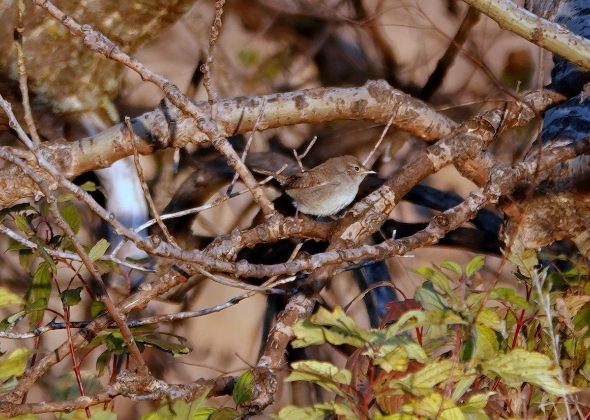 Northern House Wren - ML643551447