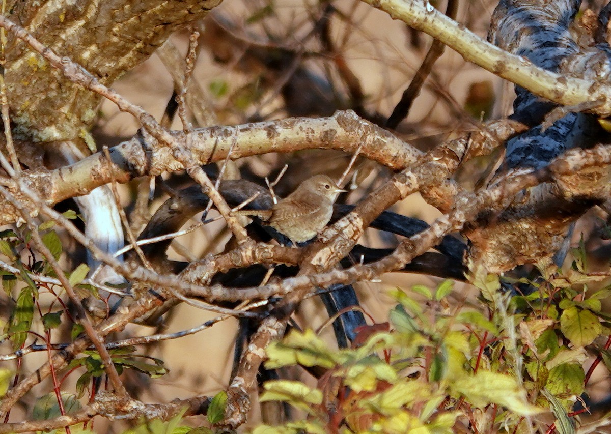 Northern House Wren - ML643551448
