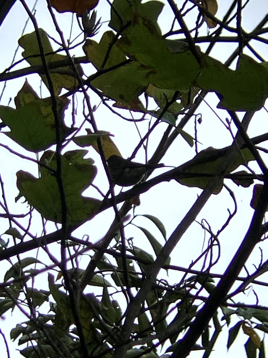 lesňáček žlutoskvrnný (ssp. coronata) - ML643551463